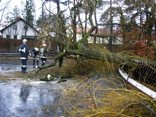 Orkanböen rissen Trauerweide um