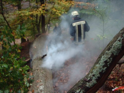 Baum in Brand – Eiche musste gefällt werden