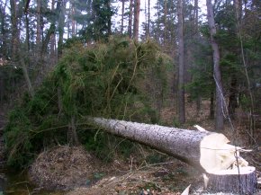 Schwierige Baumfällarbeiten unterstützt durch die Feuerwehr