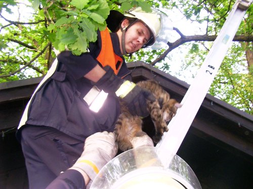 Tierrettung – Katze saß auf Baum fest