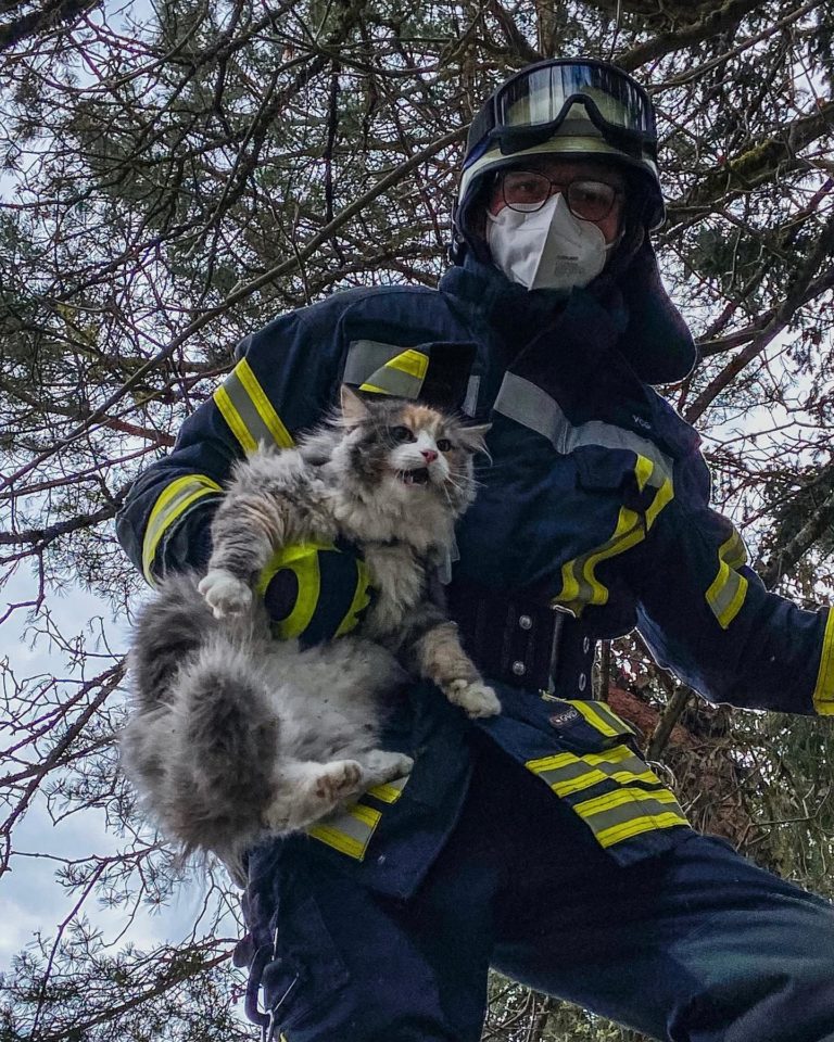 Einsatzklassiker: Katze auf Baum